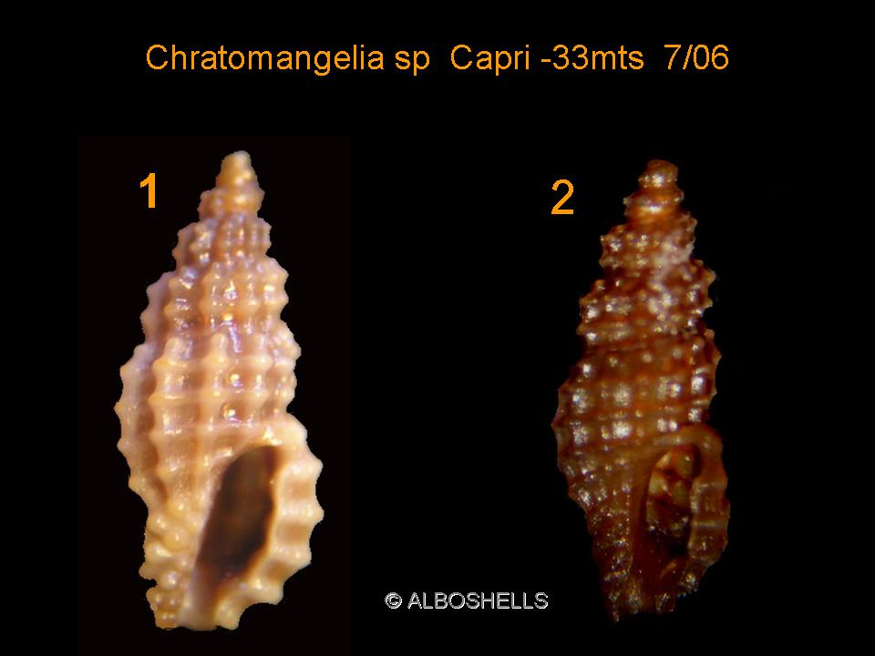 Chratomangelia granum